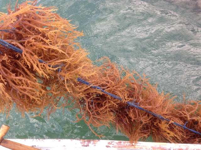 Rumput Laut pada bentangan pemeliharaan di Lokasi Pembibitan.