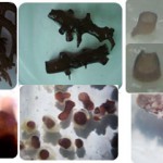 Penelitian dan Pengembangan Kultur Jaringan Rumput Laut – 1