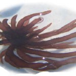 Penelitian dan Pengembangan Kultur Jaringan Rumput Laut – 5